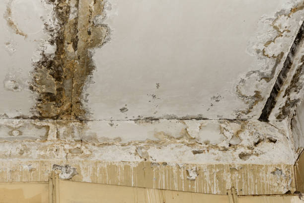 Best Commercial Mold Inspection  in Bee Cave, TX