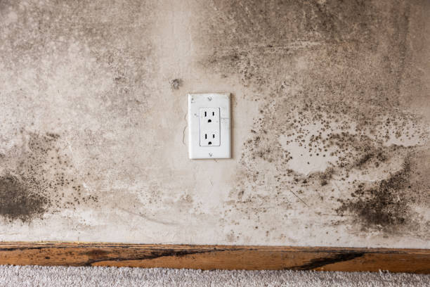 Best Residential Mold Inspection & Testing  in Bee Cave, TX