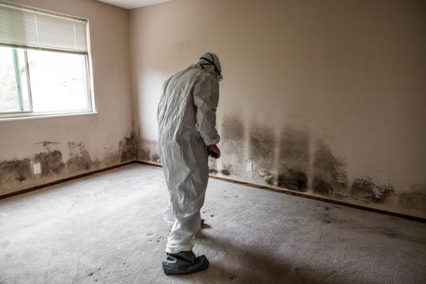 Biohazard Mold Removal in Bee Cave, TX