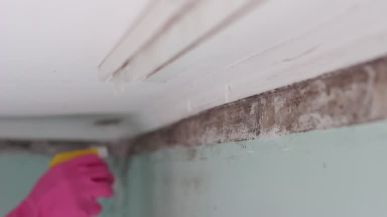 Best Mold-Related Health Consultation  in Bee Cave, TX