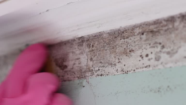 Best Airborne Mold Testing  in Bee Cave, TX